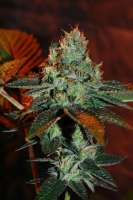 Imagen de Jubei (Strawberry Sour Diesel)