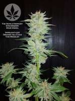 The Devil's Harvest Seed Company Strawberry Sour Diesel - photo réalisée par pineappleltd