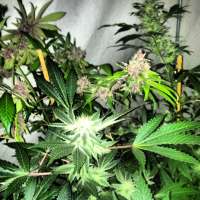 Imagen de triceratopsgardens (303 Purps)