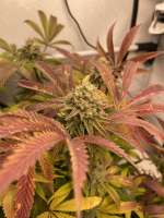 Imagen de TGrow (Orange Groovye)