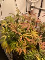 Imagen de TGrow (Orange Groovye)