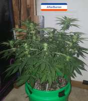 Third Eye Genetics Afterburner - photo réalisée par triceratopsgardens