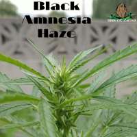 Imagen de ThirdEyeGenetics (Black Amnesia Haze)