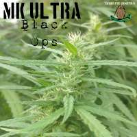 Third Eye Genetics MK Ultra Black Ops - photo réalisée par ThirdEyeGenetics