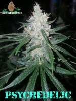 Third Eye Genetics Psychedelic - photo réalisée par ThirdEyeGenetics