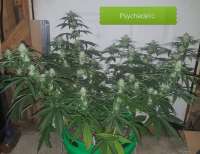 Third Eye Genetics Psychedelic - photo réalisée par triceratopsgardens