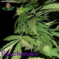 Third Eye Genetics Psychonaut - photo réalisée par ThirdEyeGenetics