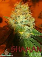 Third Eye Genetics Shaman - photo réalisée par ThirdEyeGenetics