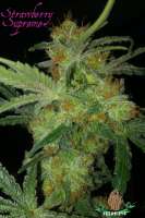 Third Eye Genetics Strawberry Supreme - photo réalisée par ThirdEyeGenetics