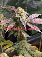 Imagen de Alienbloodgenetix (Peanut Butter Breath)