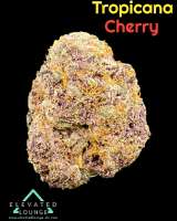 Trichome Jungle Seeds Tropical Cherry - photo réalisée par ElevatedLoungeDC