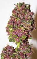 Tropical Seeds Company Smooth Smoke - photo réalisée par admin