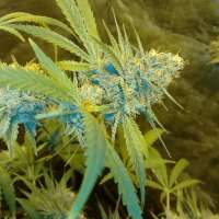 Trump Seeds Blue Cheese X Cali Orange Bud - photo réalisée par trumpseeds