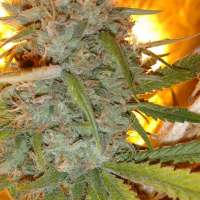 Trump Seeds Bruce Banner #3 x Amnesia Haze - photo réalisée par trumpseeds