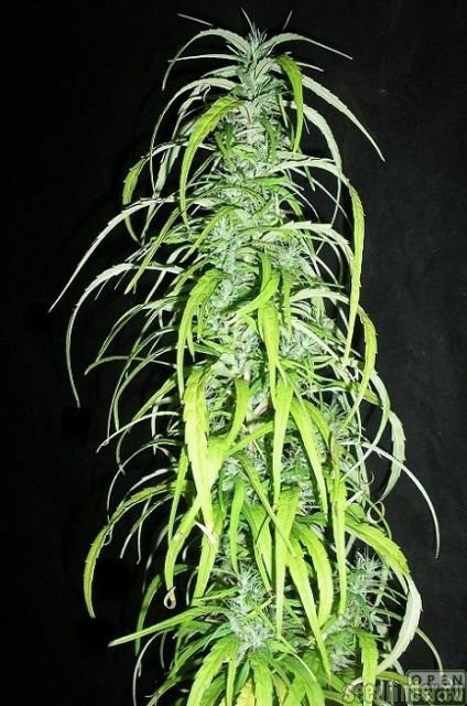 Underground Seeds Collective Colombian Gold 72