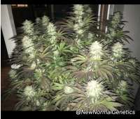 Unknown or Legendary Black Berry Kush - photo réalisée par NewNormalGenetics