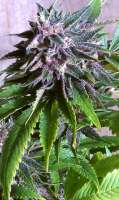 Imagen de Breeder (Black Cherry Soda)