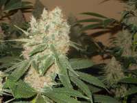 Imagen de blzbob (Grand Daddy Purple)