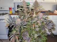 Imagen de blzbob (Grand Daddy Purple)