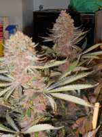 Imagen de blzbob (Grand Daddy Purple)