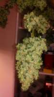 Imagen de AntidoteMan (Las Vegas Lemon Skunk)