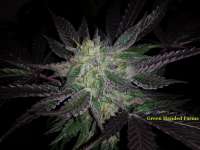 Unknown or Legendary Obama Kush - photo réalisée par GreenHandedFarms