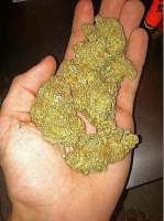 Imagen de MojoBobo (Platinum Bubba)