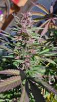 Imagen de buzz67 (Purple Bubba Kush)