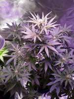 Imagen de papaseed211 (Auto Super Extra Skunk)