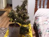 Victory Seeds Chocodope - photo réalisée par Grower211