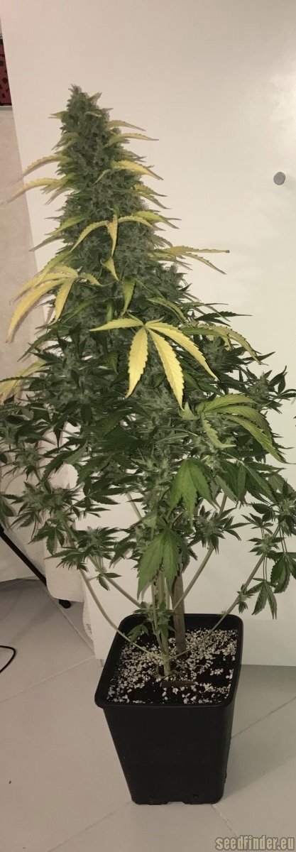 Vision Seeds AK-49 Auto