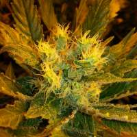 Imagen de drogenbeauftragter (Jack Herer)