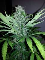 Imagen de drogenbeauftragter (Jack Herer)