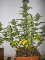 Imagen de WhiteyB (Super Skunk)