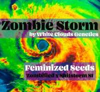 White Clouds Genetics Zombie Storm - photo réalisée par WhiteCloudsDan
