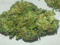 Imagen de KushIsGood (Afghan Kush)