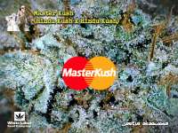 White Label Master Kush - photo réalisée par Justin108