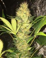 Imagen de Budfit (Master Kush)