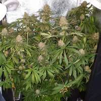 Imagen de Majestic (Master Kush)