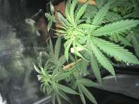 Imagen de Indica2me (Northern Lights Automatic)