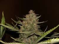 Imagen de FarmerWhiskers (Purple Bud)