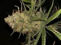 Imagen de FarmerWhiskers (Purple Bud)