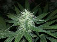 Imagen de FarmerWhiskers (Purple Bud)