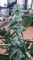 Imagen de SirSuperSkunk (Super Skunk Automatic)