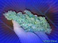 Imagen de MrQnQ (White Diesel)