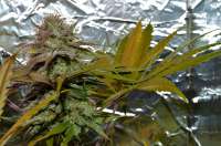 Imagen de Luffelz (White Diesel Haze Automatic)