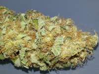 Imagen de KushIsGood (White Ice)