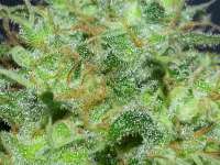 Imagen de KushIsGood [White Ice]