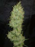 Imagen de Kuolema (White Label Jack Herer)