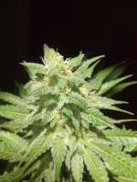 Imagen de FragKush (Afgan Kush)